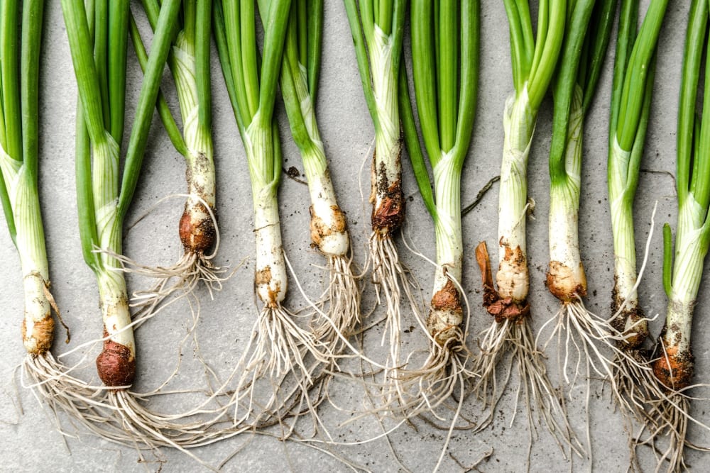 How to grow spring onions Patch Plants